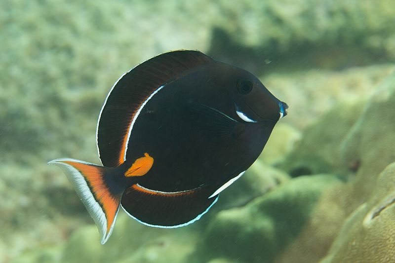 Achilles Tang