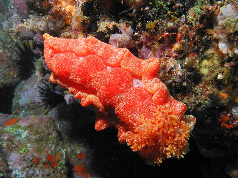Spanish Dancer Nudibranch
