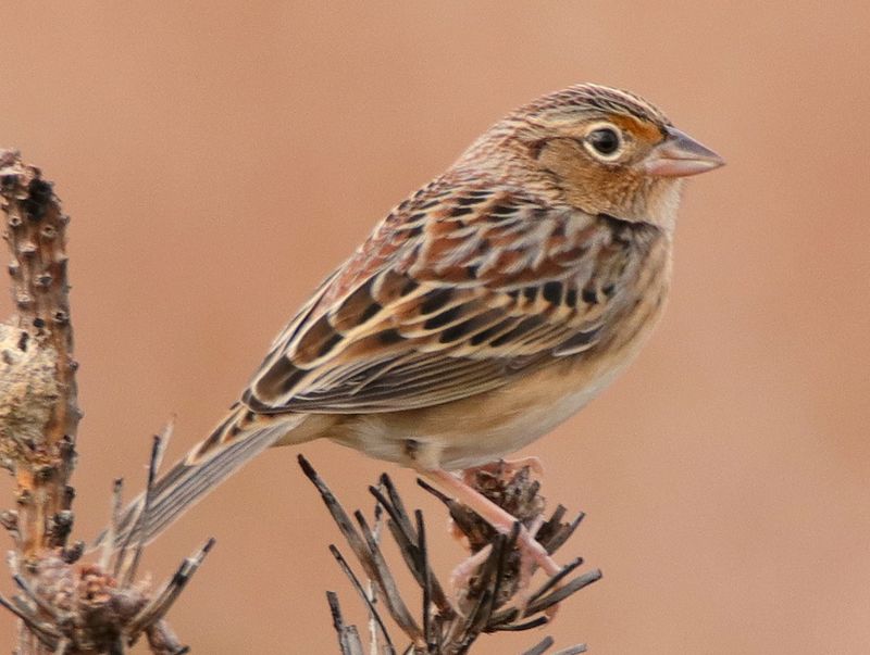 Florida Grasshopper Sparrow