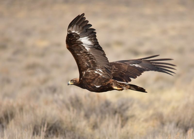 Golden Eagle