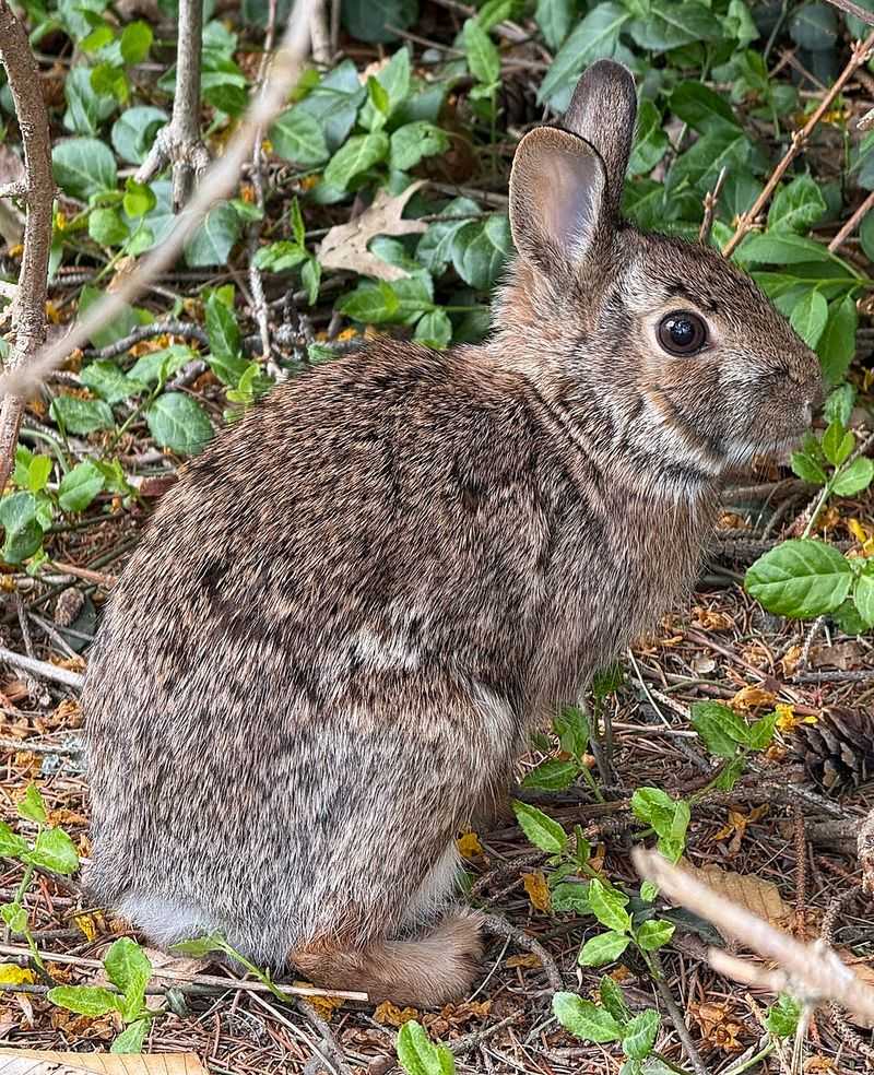 Eastern Cottontail