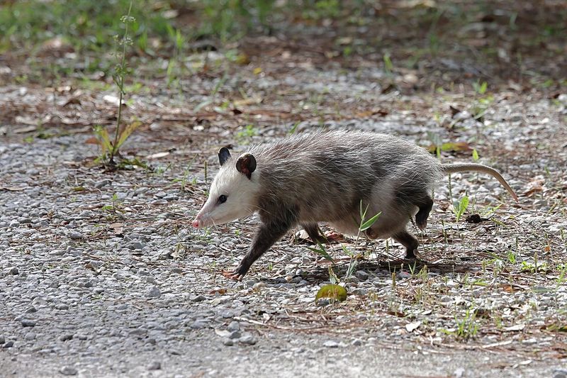 Virginia Opossum