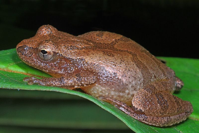 Spring Peeper