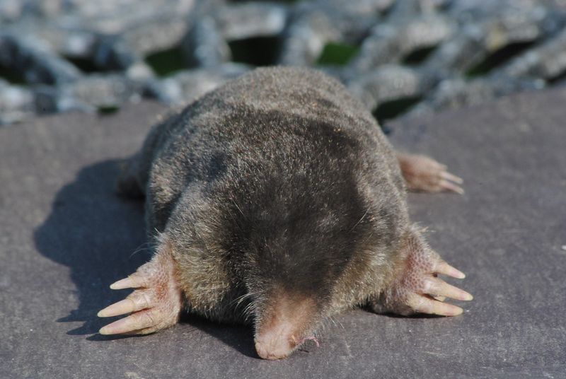 Eastern Mole