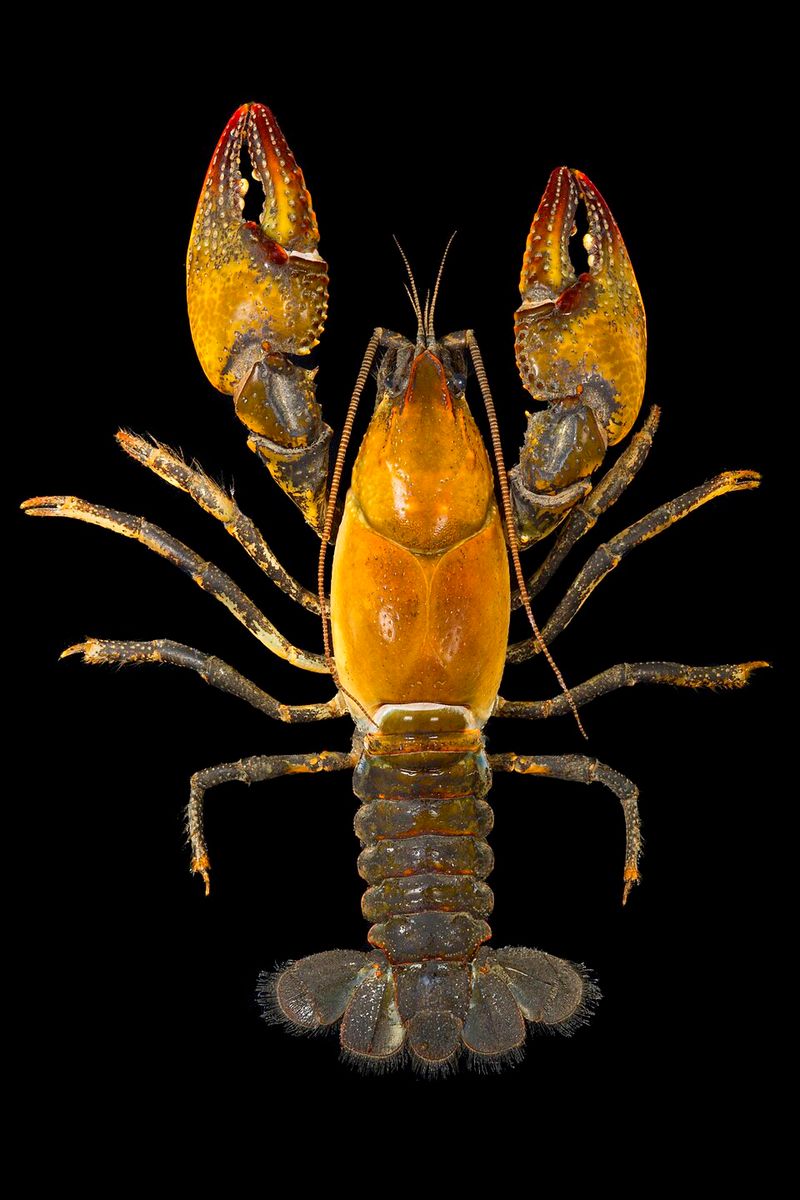 Devil Crawfish