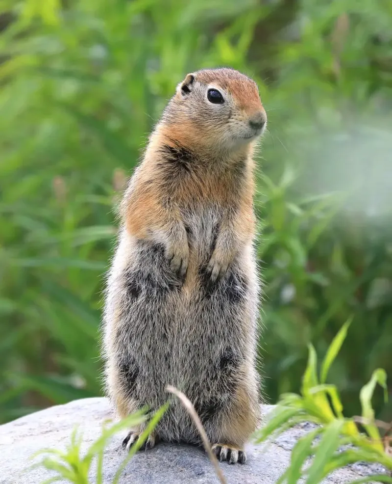 Arctic Ground Squirrel