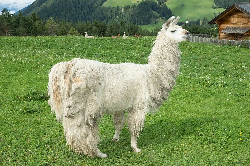 Llama