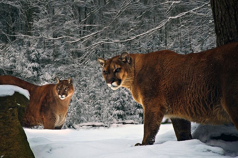 Mountain Lion