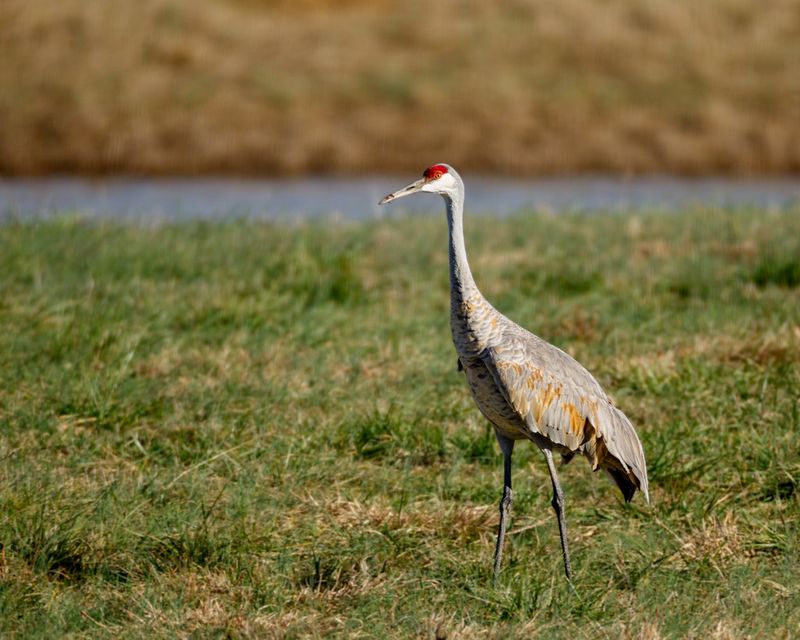 Sandhill Crane