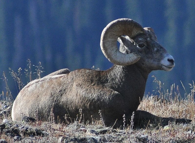 Rocky Mountain Bighorn Sheep