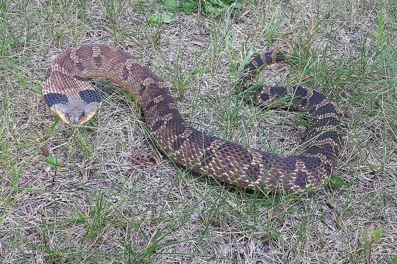Eastern Hognose Snake