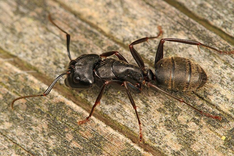 Carpenter Ant