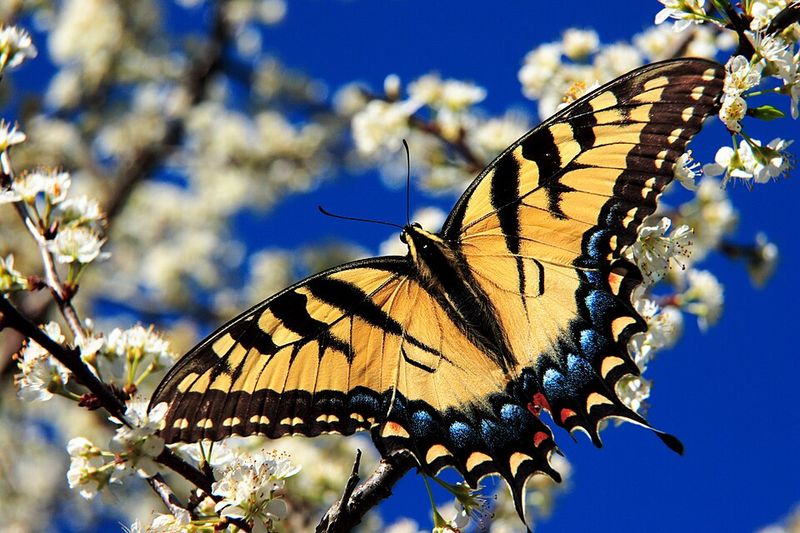 Eastern Tiger Swallowtail