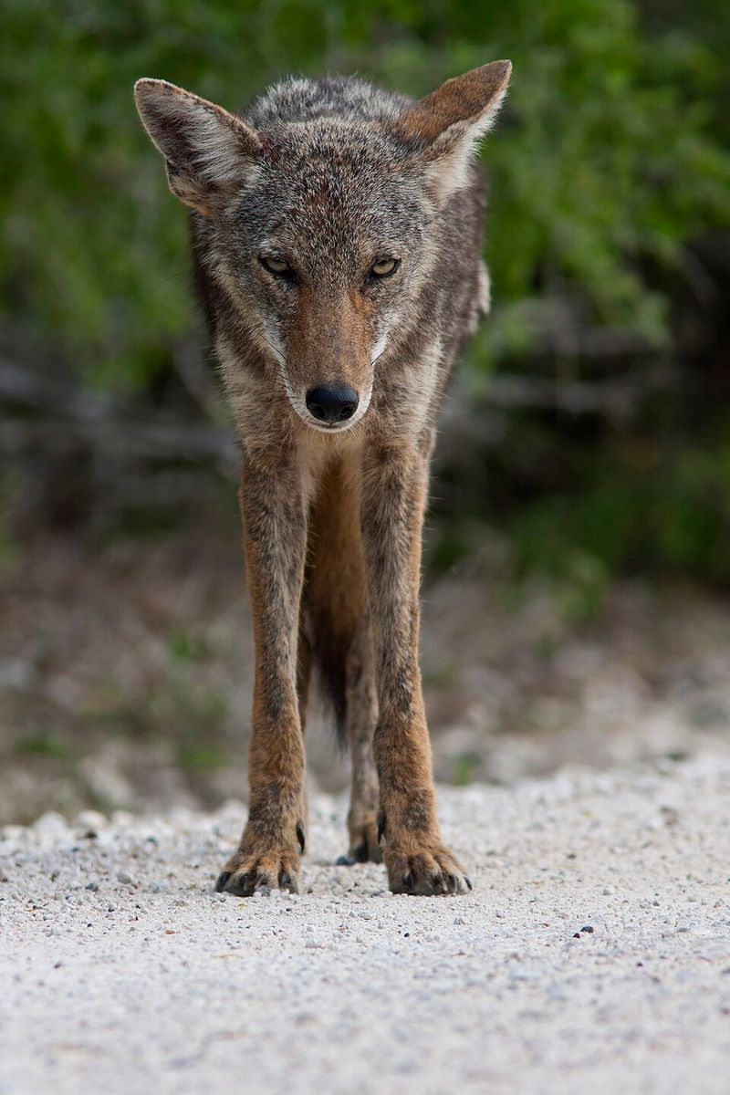 Coyote