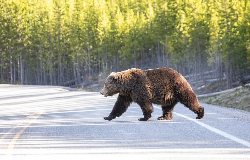 Grizzly Bear