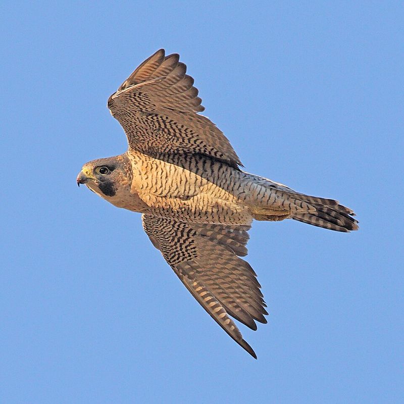 Peregrine Falcon