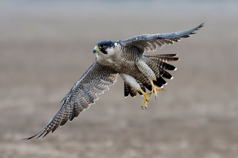 Peregrine Falcon