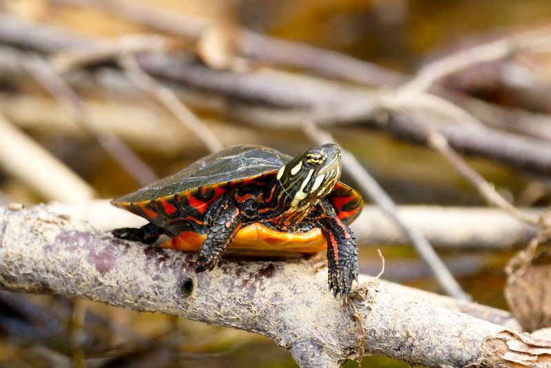 Red-Bellied Turtle