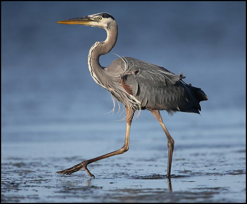 Great Blue Heron