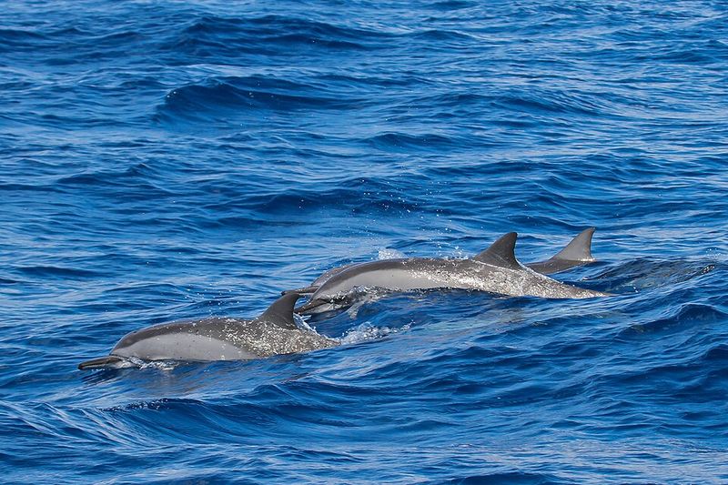 Hawaiian Spinner Dolphin