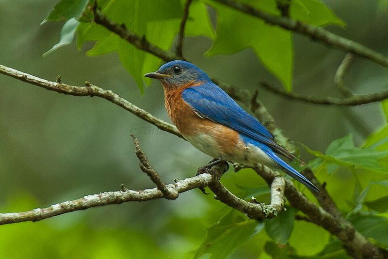 Eastern Bluebird