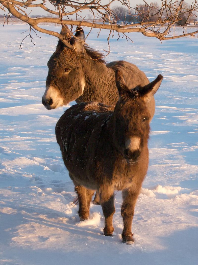 Miniature Donkey
