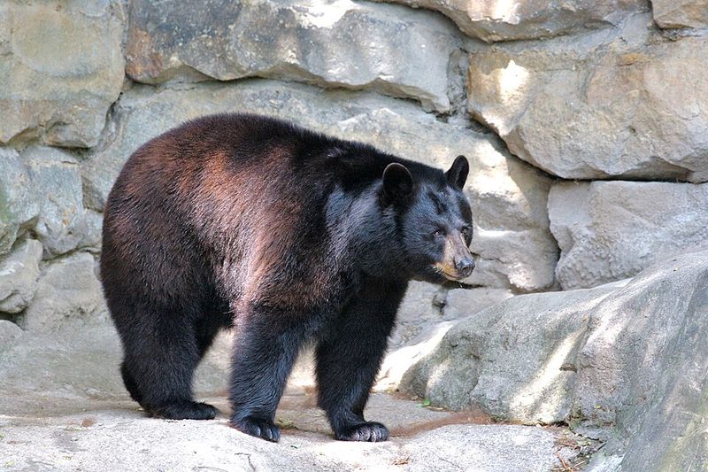 American Black Bear