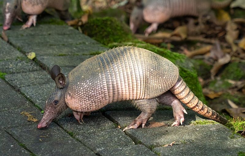 Nine-Banded Armadillo
