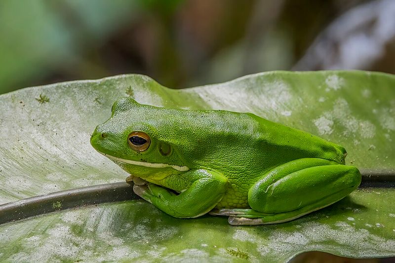 Green Treefrog