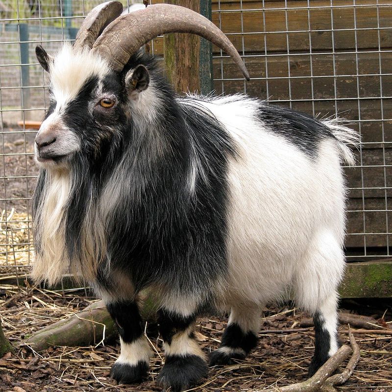 Pygmy Goat