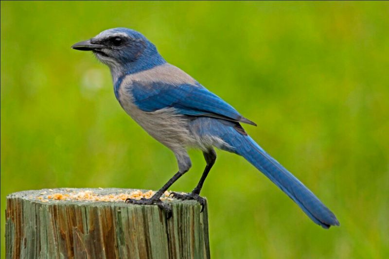 Florida Scrub-Jay