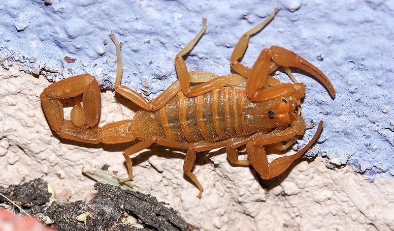 Arizona Bark Scorpion