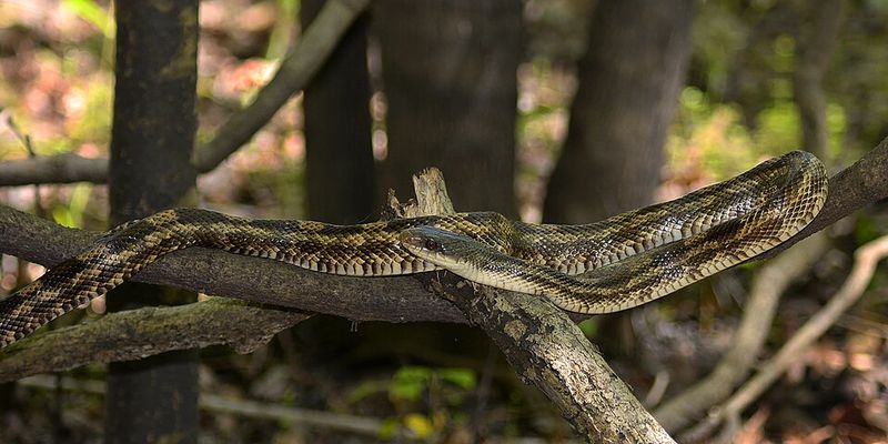 Texas Rat Snake