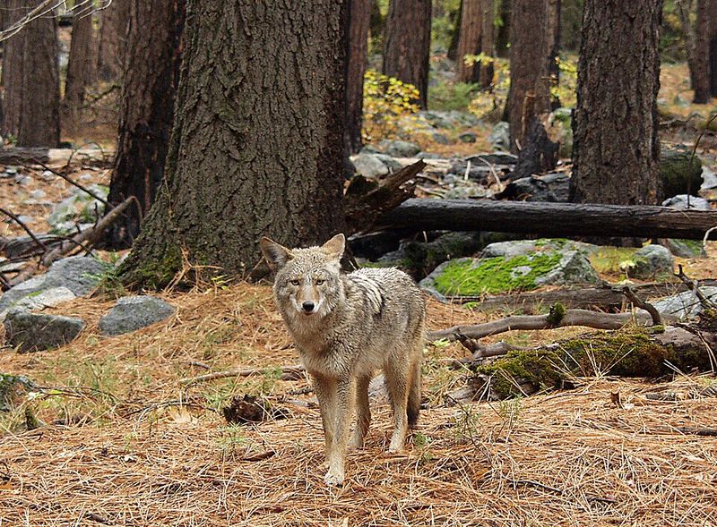 Coyote