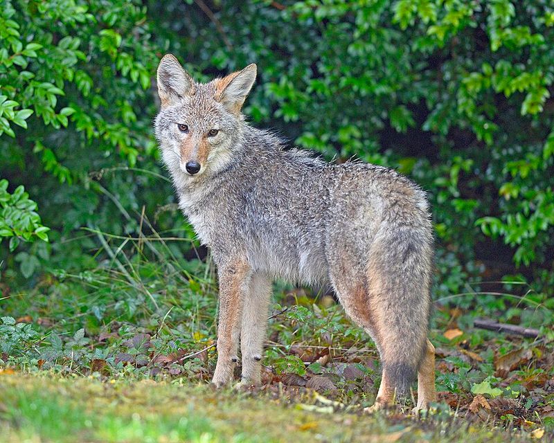 Coyote