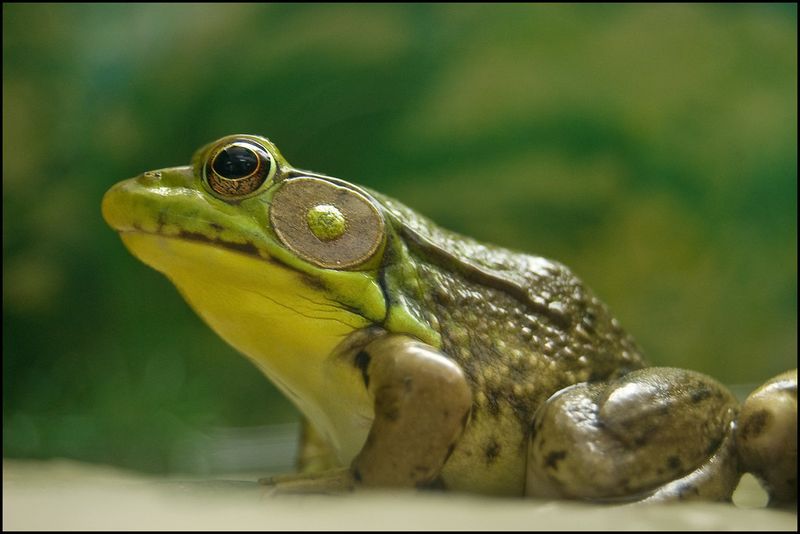 American Bullfrog