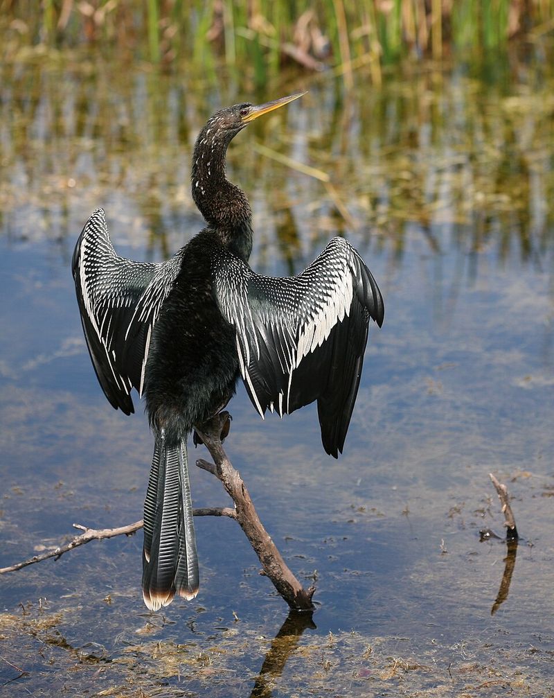 Anhinga