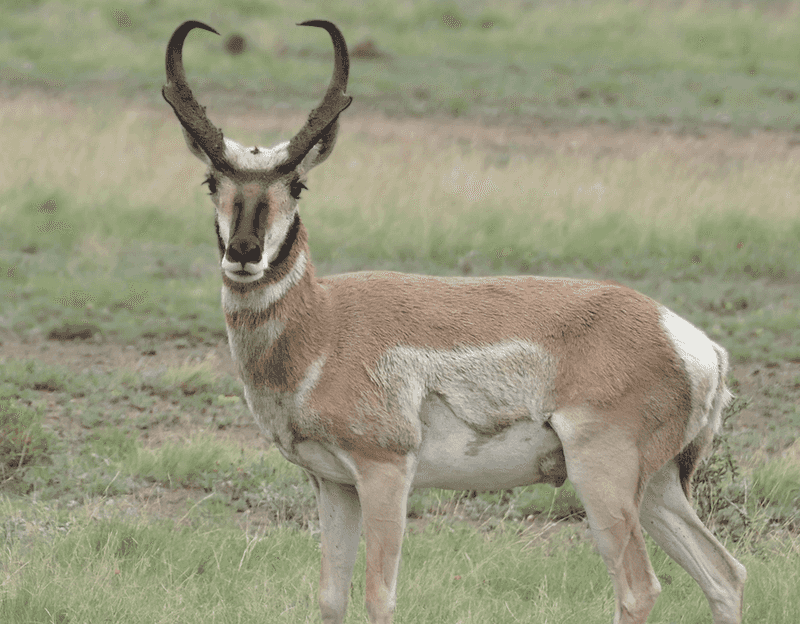 Pronghorn