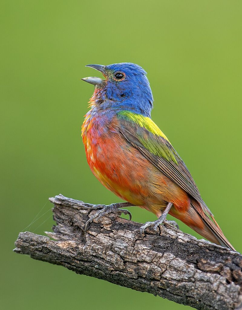 Painted Bunting