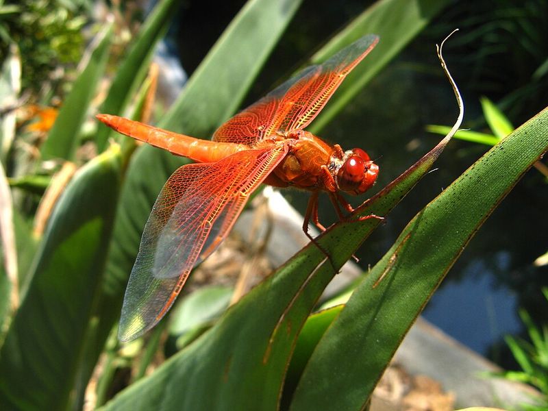 Flame Skimmer Dragonfly