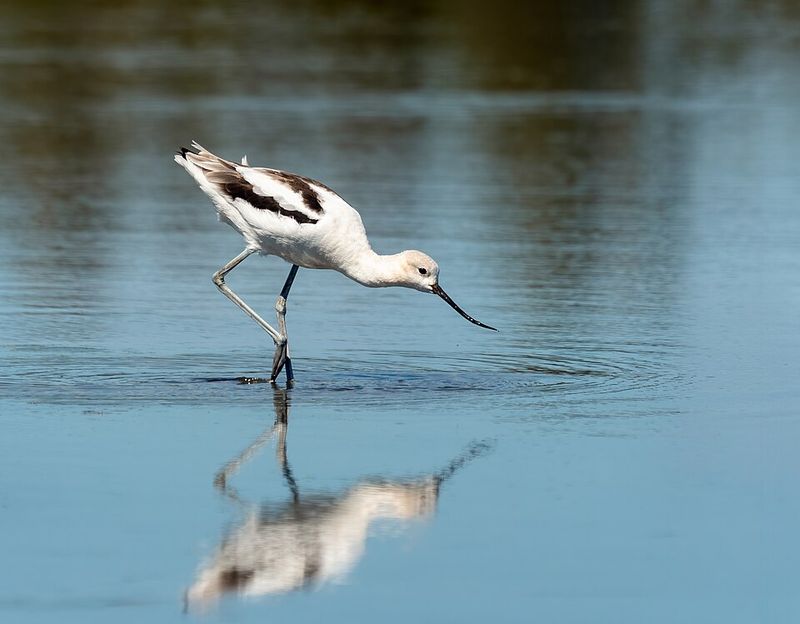 American Avocet