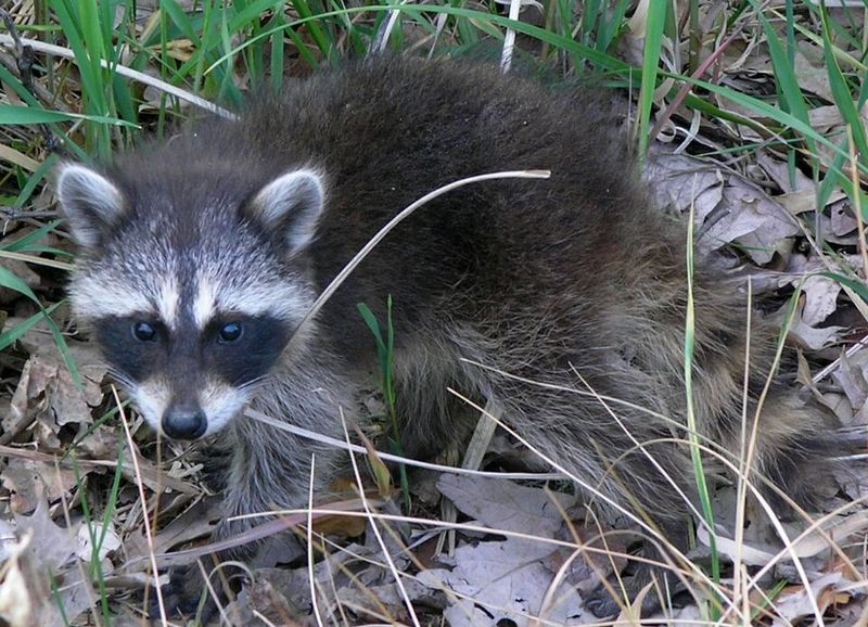 Raccoon