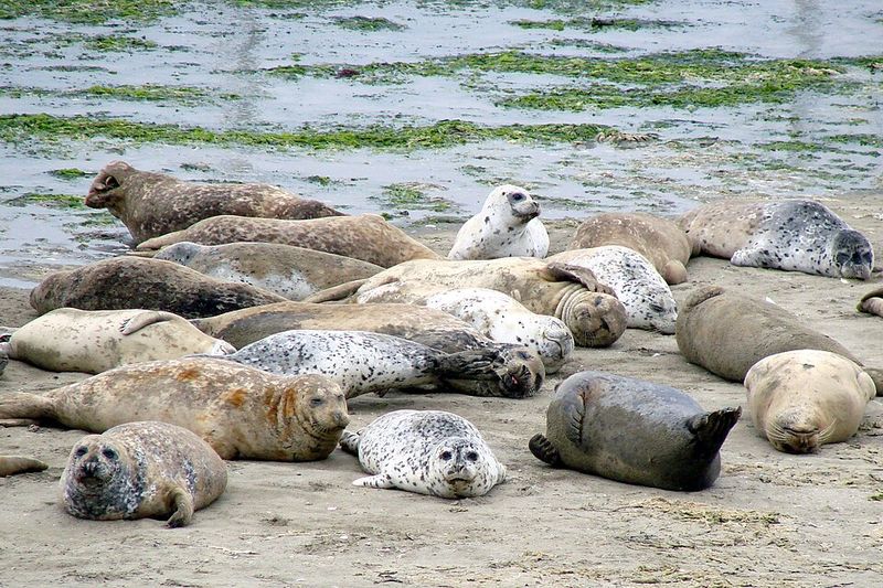 Harbor Seal