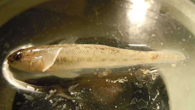 Tidewater Goby