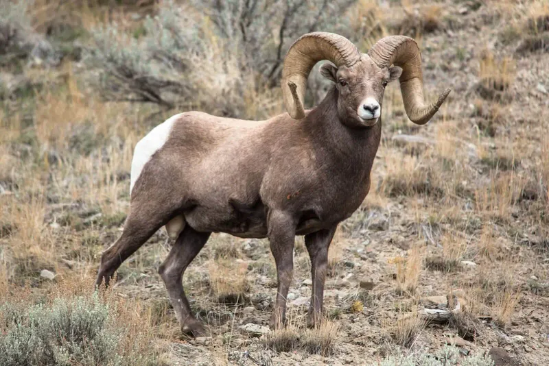 Sierra Nevada Bighorn Sheep