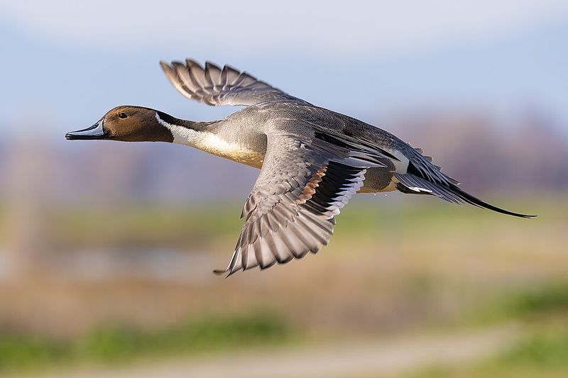 Northern Pintail