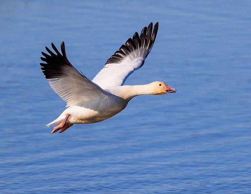 Snow Goose