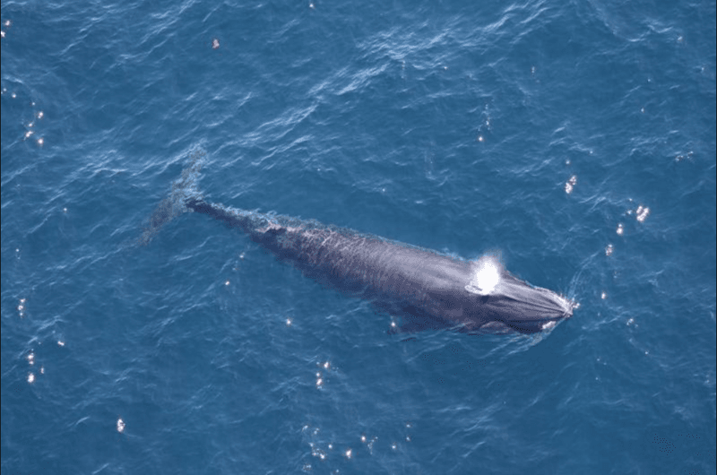 Rice's Whale