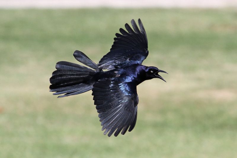 Great-tailed Grackle
