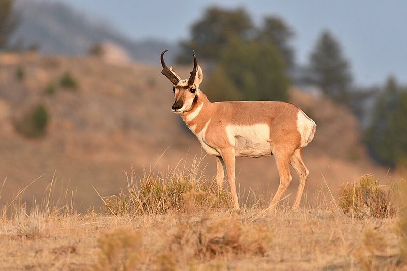 Pronghorn